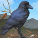 KF3 Large-Billed Crow (Photo)Thumb.png