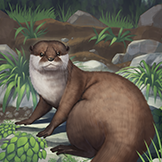 KF3 Asian Small-Clawed Otter (Photo)Thumb.png