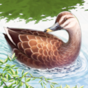KF3 Eastern Spot-Billed Duck (Photo)Thumb.png