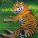 KF3 Bengal Tiger (Photo)Thumb.png