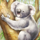 KF3 Koala (Photo)Thumb.png