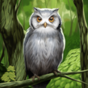 KF3 Northern White-Faced Owl (Photo)Thumb.png