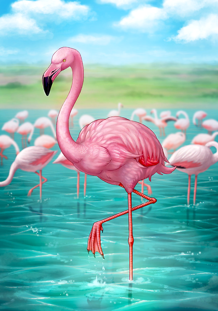 KF3 Greater Flamingo (Photo)+.png