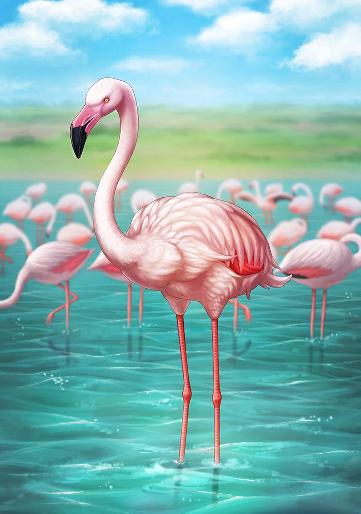 KF3 Greater Flamingo (Photo).png