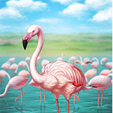 KF3 Greater Flamingo (Photo)Thumb.png
