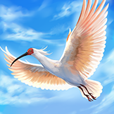 KF3 Crested Ibis (Photo)Thumb.png