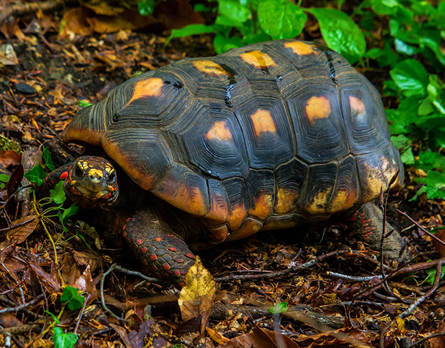 Red Foot Tortoise Male Or Female