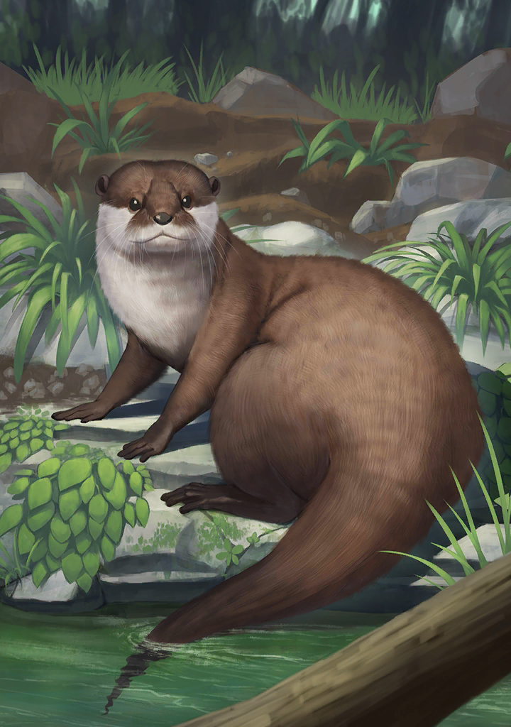 KF3 Asian Small-Clawed Otter (Photo).png