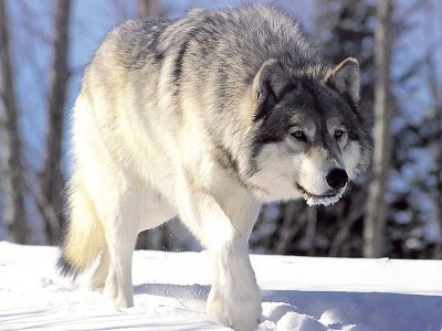Gray Wolf Real.jpg