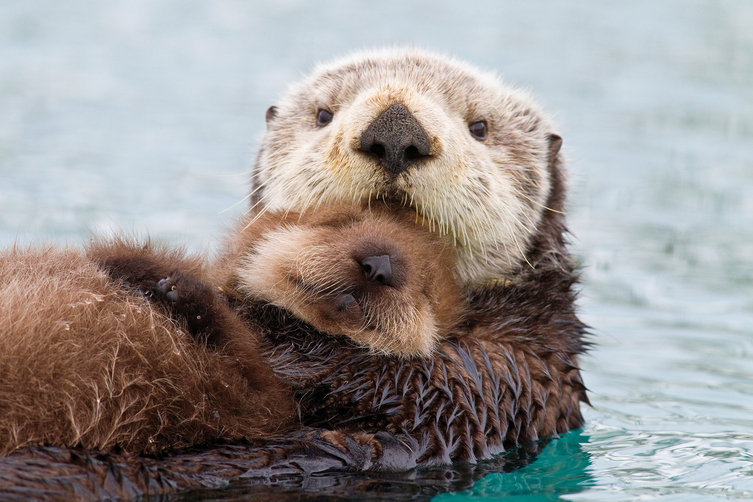 Alaskan Sea Otter.jpg