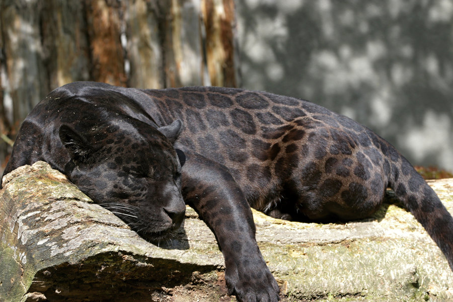 cartoon black jaguar