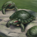 KF3 Red-Eared Slider (Photo)Thumb.png