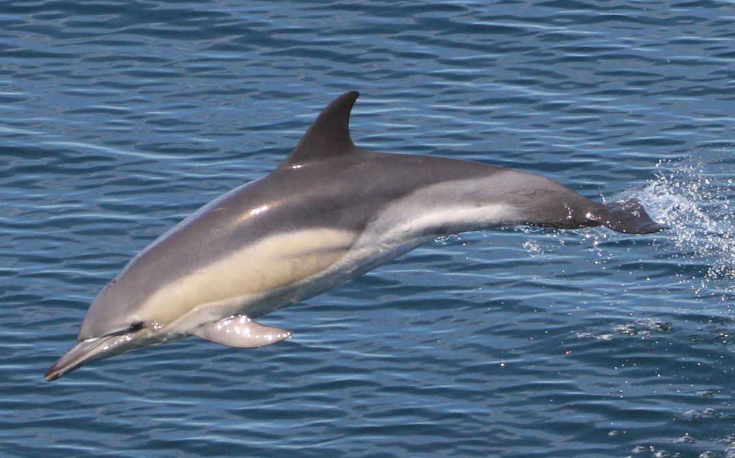 S-b common dolphin.jpg